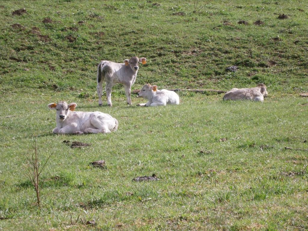 Turisme Rural Lo Pallé de Cal Bosch Llagunes Esterno foto